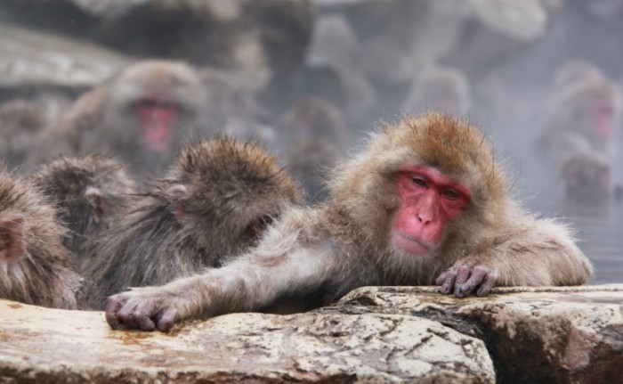 snow monkey taking a moment