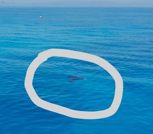 Manta ray swimming in ocean