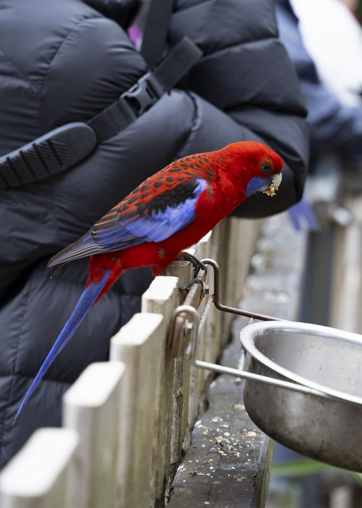 Crimson Rosella bird perched on a fence with seed in his beak