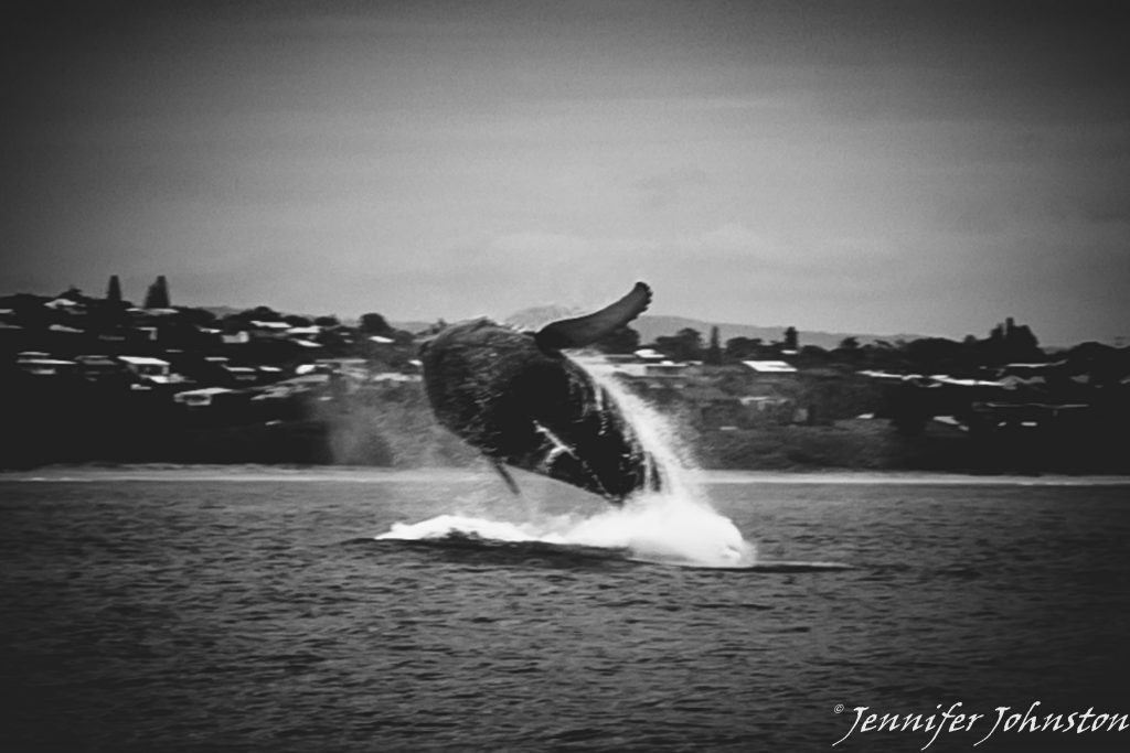 humpback whale breaches 