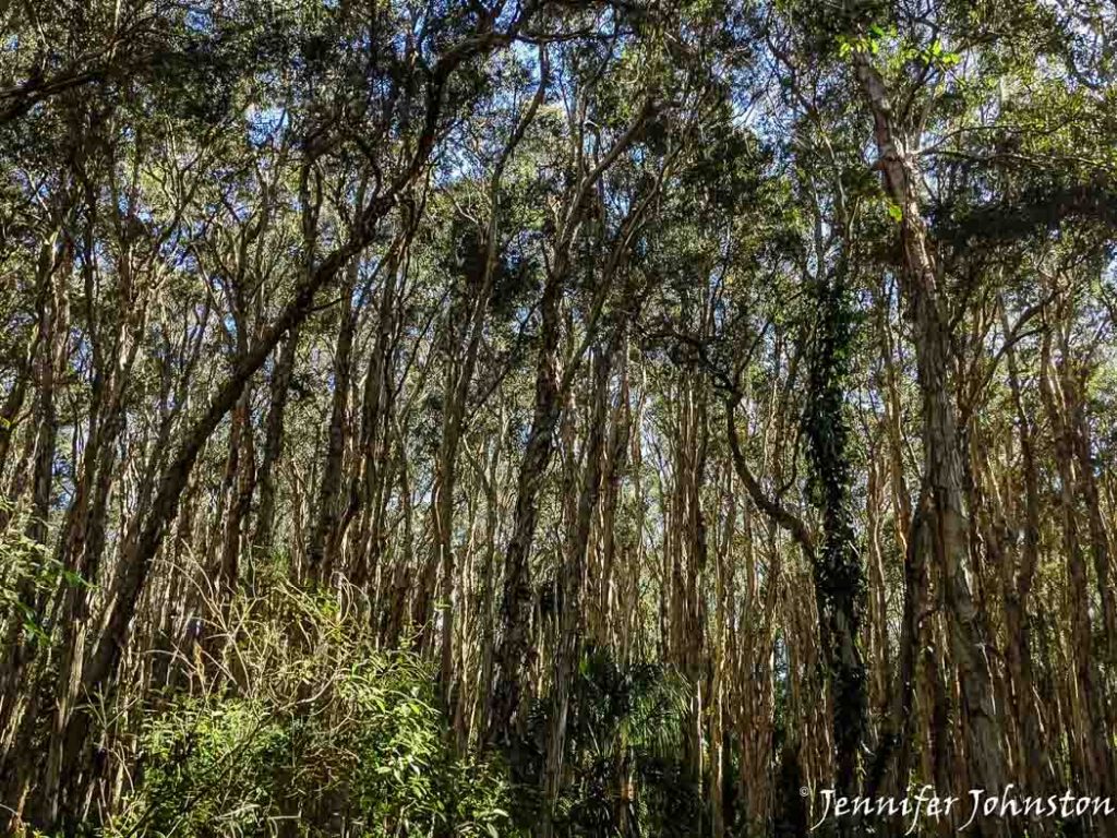 Forest of paperbark trees