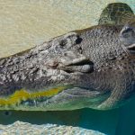 Clsoe up photo of the head and eyes of a large saltwater crocodile