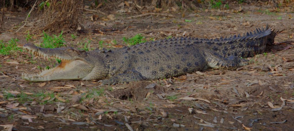 Large saltwater crocodile with his jaw open showing rows of teeth on the muddy banks near a river