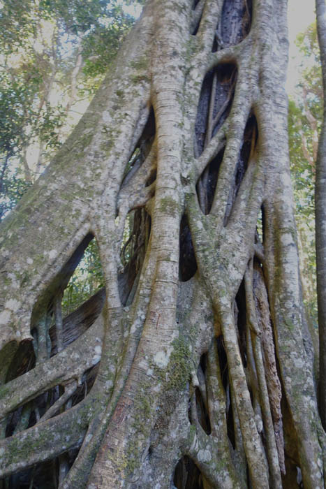 Image of a tree with large vines wrapped around its trunk