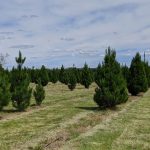 Image of rows of Christmas tree on a farm