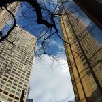 Image of tall city buildings with an old tree branch