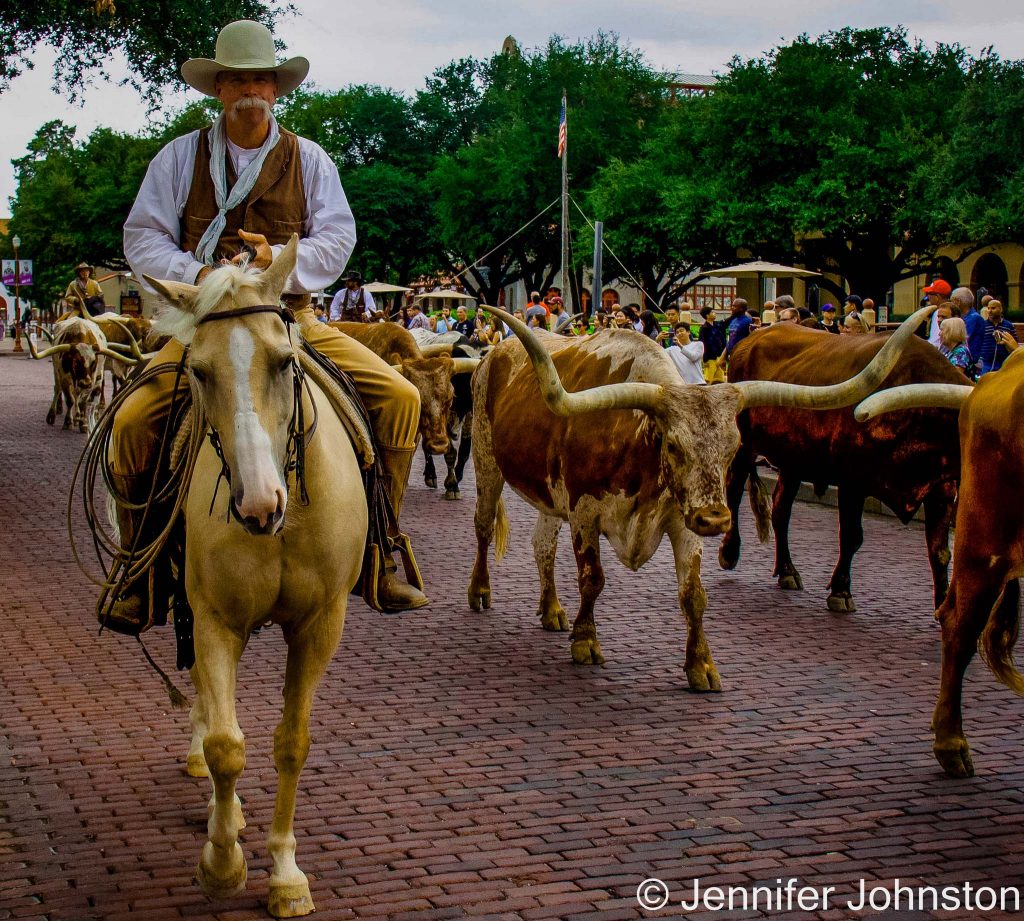 Image of a man dressed as a cowboy on a horse herding longhorn cattle down a street