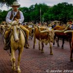 Image of a cowboy on a horse heding some Longhorn cattle down a main street