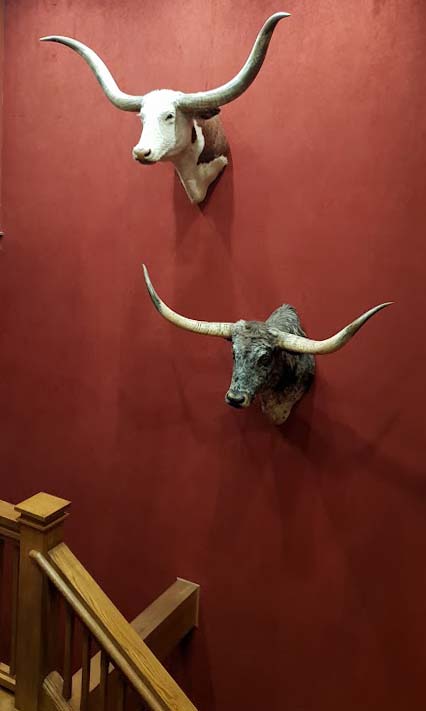 Image of the head of two Longhorns cattle affixed to a wall