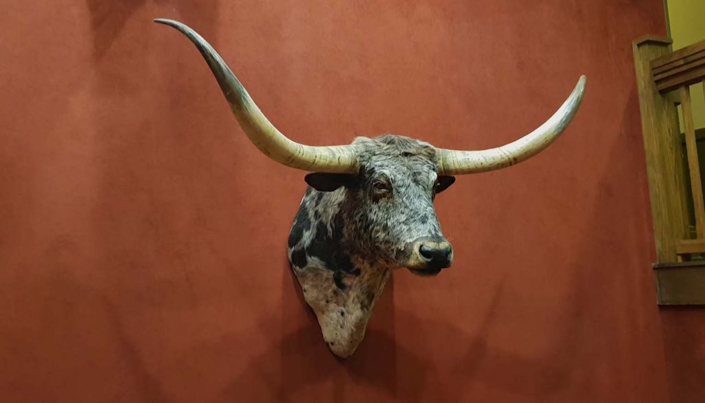 Image of the head of a taxidermied head of a longhorn cattle hanging on a wall