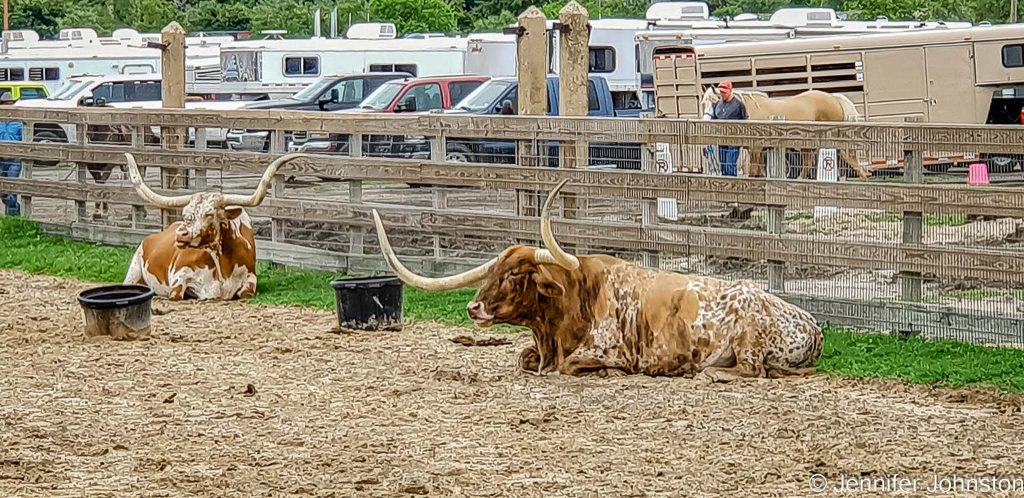 Image of two Longhorns resting inside a fenced enclosure