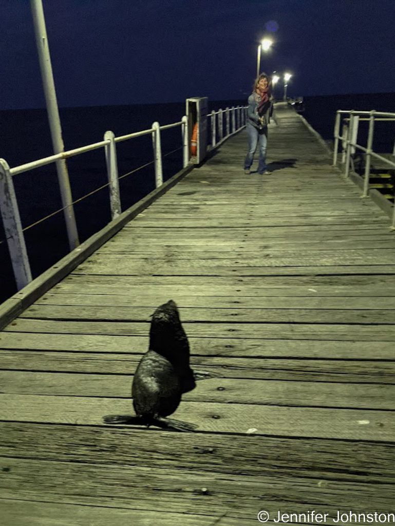Image of a baby seal on a wooden jetty and a woman a few meters away looking at the seal