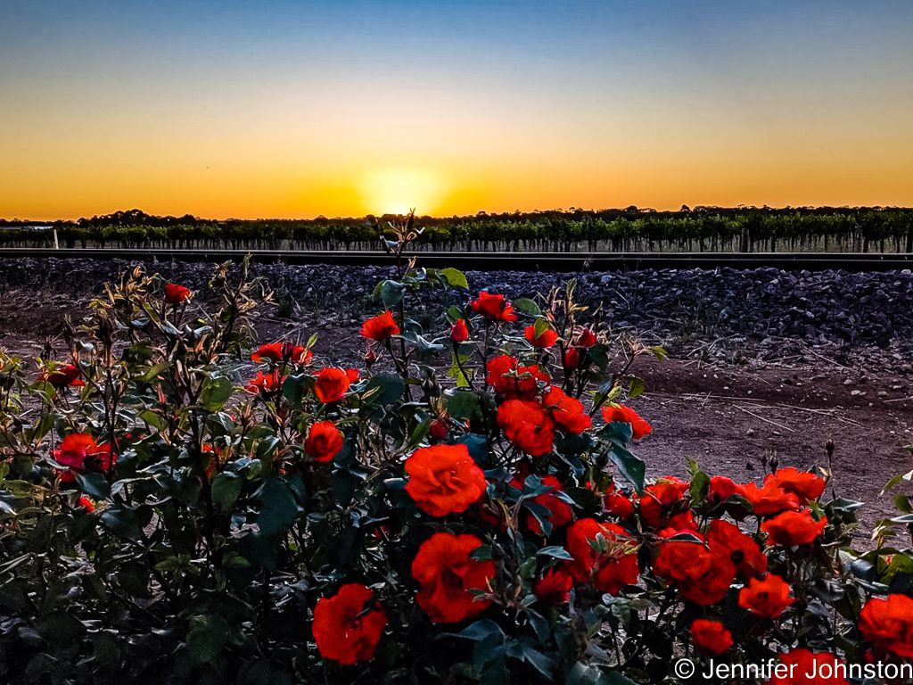 Image in the foreground is a rose bush with lots of red roses the sun is setting behind a row of grapevines