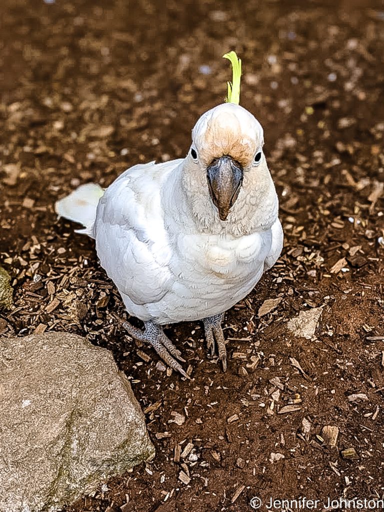Image of a sulphur crested cockatoo on the ground