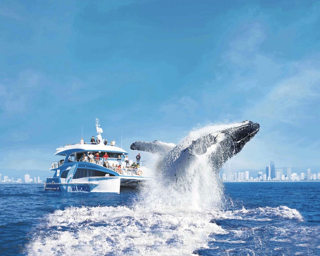 Image of a whale breaching in the water in front of a boat