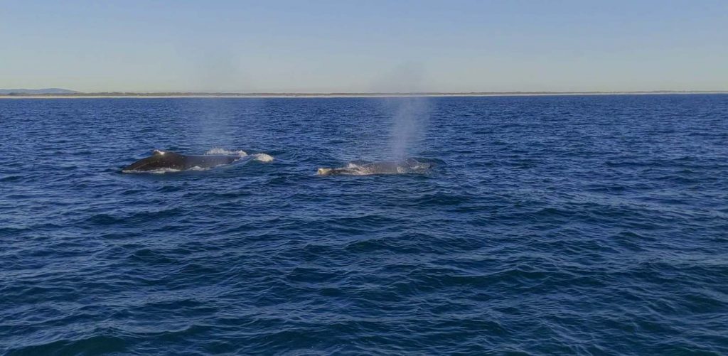 Images of two whales surfacing in the ocean