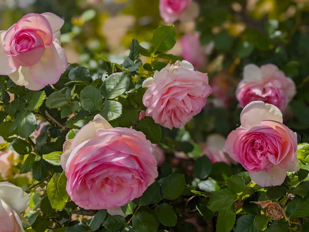 Image of vibrant pink roses on a rose bush