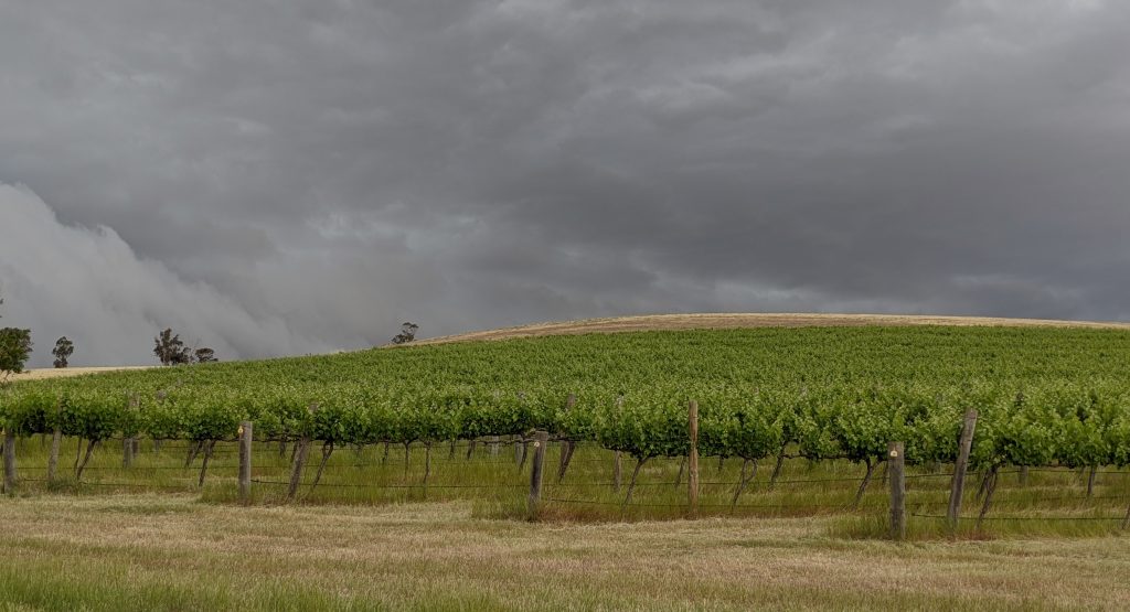 Image of a hill covered in grapevines and the sky is gray and stormy
