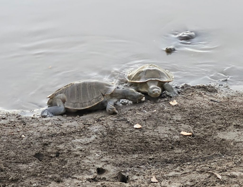 Image of two short necked turtles on the edge of a river bank